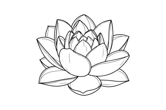 Lotus Flower Outline Drawing: Graphics & Illustrations