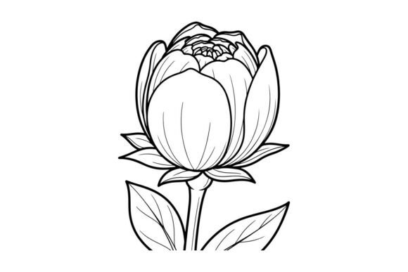 Peony Flower Outline Drawing for Graphics & Illustrations